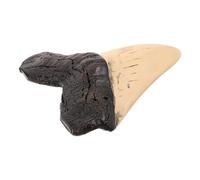 Genérico Figura de Diente de Tiburón Megalodon de Resina Resistente y Detallada para Decoración Náutica Colección Educativa para Regalo para Amantes Paleontología