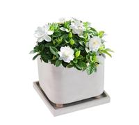 Generico Footed Pot, Indoor Planter With Tray, Plant Container For Succulents, Creative Plant Pot, Plant Pot, Small Plant Container, Home Decor Planter, Decorative Plant Pot, Pot