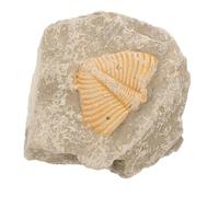 Genérico Fósil de Trilobites Natural y Enriquece Conocimientos Forma Aleatoria Fósil Auténtico de Trilobita que Desarrolla Creatividad para Decoración del Océano para Estudiantes
