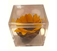 Genérico Girasol PRESERVADO Mini. Cubo de Vidrio. Flor preservada Natural estabilizada. Flor Girasol Natural preservado. Regalo Original. Girasoles Naturales preservados para Regalo.