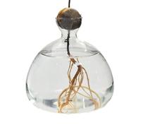 Genérico Glass Plant Vase - Clear Glass 14x14x4.5cm | Elegant Tree Growing Vase Avocado Propagation Pot Hydroponic Plant Container Decorative Glasss Plants Pot For Gardening Home Office Use