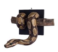 Genérico Golden Ball Python Wall Sculpture,Symbol of Strength & Prosperity, Hand-Painted Realistic Snake Wall Art, Resin Snake Walls Decor for Homes Bedroom Office