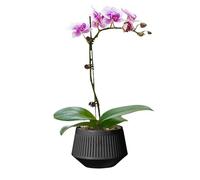 Genérico Macetas de Orquídeas - Macetero Transpirable para Orquídeas - De Doble Capa Transpirable con Control De Raíces para Hidroponía, Riego, Humedad, Musgo Sphagnum Y Violeta