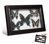 Genérico Marco de Pared con Espécimen de Insecto Artesanal, Cuadro Decorativo Tamaño A7, Madera Natural para Exhibición y Decoración del Hogar, Arte de Pared para Coleccionistas y