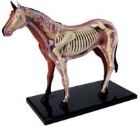 Genérico Modelo 4D de anatomía de Caballo - Esqueleto de Animal, biología Desmontable, 26 Piezas para clínica Veterinaria de Mascotas FormaciónEnseñanza Escolar