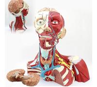 Genérico Modelo anatómico de cabeza humana, cuello y cavidad torácica, modelo anatómico de cabeza craneal, cuello y torácico en 2 partes, modelo cosmético neurovascular de tráquea y glándula