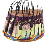 Genérico Modelo anatómico de la Piel del Cabello Humano,Modelo del Ciclo de Crecimiento del Cabello Modelo anatómico del folículo piloso, Modelo de ampliación de la Piel del Cabello
