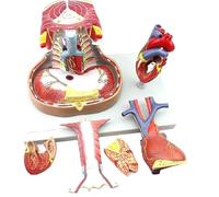 Genérico Modelo anatómico de mediastino humano a tamaño real, esternón, timo, modelo anatómico del sistema respiratorio, modelo anatómico de corazón de PVC, material didáctico