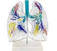 Genérico Modelo anatómico de pulmón Transparente con Estructura de árbol bronquial y Base de Apoyo Modelo de anatomía del Sistema respiratorio para demostración didáctica