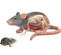 Genérico Modelo anatómico de ratones 4D, modelo de anatomía animal 4D, 29 órganos y partes del cuerpo removibles, ideal para educación, medicina y veterinarios