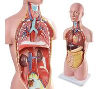 Genérico Modelo anatómico de Torso Humano de 34.5" a tamaño Real con Base, Modelo anatómico de Cuerpo Humano con órganos extraíbles de corazón, Cabeza, cráneo, Cerebro, hígado y pulmones