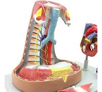 Genérico Modelo Anatómico del Mediastino, Modelo Anatómico del Corazón, Modelo Didáctico de Biología, Modelo del Mediastino Humano, Modelo del Esternón, Timo y Mediastino