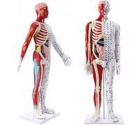 Genérico Modelo de acupuntura de 85 cm - mitad piel y mitad músculo Punto de presión y meridianos Anatomía - Modelo de acupuntura del cuerpo humano Masaje de meridianos Enseñanza de la ciencia