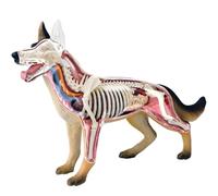 Genérico Modelo de Anatomía 4D Perro con Biología Desmontable, 29 Partes para Demostración de Enseñanza de Animales y Entrenamiento Veterinario