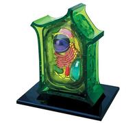Genérico Modelo de Anatomía de Célula Vegetal 4D, Modelos Didácticos de Biología Desmontables con 26 Piezas, Modelo de Órganos de Célula Vegetal para Exhibición y Enseñanza