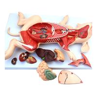 Genérico Modelo de Anatomía de Cerdo, Modelo Anatómico Animal de 10 Partes para Educación y Formación Médica, Modelo de Disección de Cerdo 1:1 Detallado para Estudios y Enseñanza Veterinaria