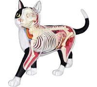 Genérico Modelo de Anatomía de Gato 4D, 28 Partes para Demostración de Enseñanza Animal, Modelo de Anatomía de Gato, Herramienta de Entrenamiento Veterinario para Demostración de Enseñanza