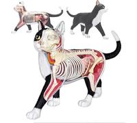 Genérico Modelo de anatomía de Gato 4D Juego de ensamblaje de Gato