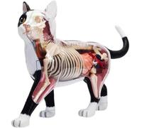 Genérico Modelo de Anatomía de Gato 4D Vision, 28 Partes para la Demostración de Enseñanza Animal, Herramienta de Anatomía de Modelo de Gato, Entrenamiento Veterinario para Demostración