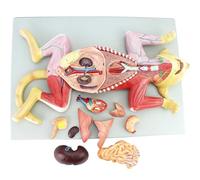 Genérico Modelo de Anatomía de Gatos, Especímenes Anatómicos de Animales, Modelo de Anatomía de Enfermedades Renales y Salud del Gato, Órganos Internos, Músculos y Nervios, Especímenes