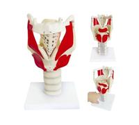 Genérico Modelo de Anatomía de la Función de la Laringe 3X, Modelo Humano Aumentado de la Faringe, Músculos de la Garganta, Cartílago, Glotis,Tarjeta de Manual del Producto para Estudio