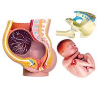 Genérico Modelo de anatomía de pelvis de embarazo humano 4D, modelo de útero humano mini de tamaño natural de 3 partes con herramientas de educación para el parto de fetos extraíbles