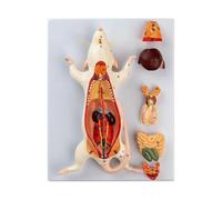 Genérico Modelo de anatomía de ratón, con órganos masculinos y femeninos intercambiables, compuesto por 6 partes, demostrando como ayuda educativa para la formación