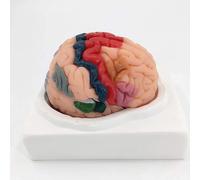 Genérico Modelo de Anatomía del Cerebro Humano - Modelo de Partición Cortical Cerebral, 8 Partes Desmontables, Con Regiones Coloreadas y Numeradas, Incluye Base - Para Estudio