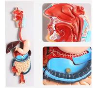 Genérico Modelo de Anatomía del Sistema Digestivo Humano, Tamaño Real, Estómago Extraíble en 2 Partes, Cavidad Nasal, Faringe, Hígado, Estómago, Recto, Intestino para Estudio Educativo