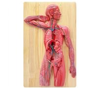 Genérico Modelo de Anatomía del Sistema Linfático Humano, Modelo de Anatomía de la Sangre a Medio Tamaño, Sistema Inmunológico, Venas, Arterias, Órganos Internos con Base de Madera para Estudio