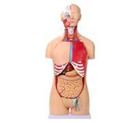 Genérico Modelo de anatomía del torso humano de 33.4 ", modelos del cuerpo humano de tamaño natural removibles de doble sexo de 32 partes para la educación del laboratorio del estudiante