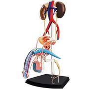 Genérico Modelo de anatomía reproductiva masculina 4D Modelo de órganos del cuerpo humano Sistema reproductivo masculino para ciencias Aula médica Estudio Enseñanza y dis