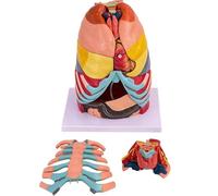 Genérico Modelo de Anatomía Torácica Humana - Modelo de Anatomía del Pecho a Tamaño Natural, con Corazón, Hígado y Pulmones Desmontables, Material PVC, incluye instrucciones - para Estudio