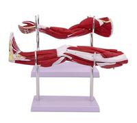 Genérico Modelo de brazo muscular anatómico humano, 2 piezas de la extremidad superior y la estructura arteriovenosa neurovascular del modelo del sistema de movimiento muscular de la pierna