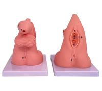Genérico Modelo de cateterismo de 2 Piezas,Modelo de cateterismo Masculino y Femenino Genitales internos y externos, Modelo anatómico de PVC Práctica de enfermería y enseñanza clínica médica