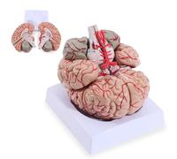 Genérico Modelo de Cerebro Humano de 8 Partes a tamaño Real, Modelo de Cerebro para neurociencia, arterias codificadas por Colores, Modelo anatómico de Cerebro para la enseñanza