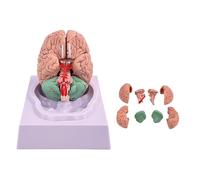 Genérico Modelo de cerebro humano de tamaño natural de 8 partes, modelo de cerebro para neurociencia, arterias codificadas por colores, modelo de enseñanza anatómica del cerebro