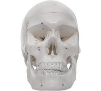 Genérico Modelo de Cráneo Humano con Números - 3 Partes con Calvaria Extraíble, Mandíbula Articulada, Suturas Pintadas, 54 Características Numeradas - Réplica de Cráneo Anatómico