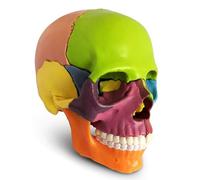 Genérico Modelo de cráneo humano para anatomía, 15 partes de cráneo explotado de anatomía humana, modelo de cráneo médico de color humano mini desmontable del tamaño de la palma de la mano