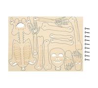 Generico Modelo de cuerpo humano para niños | Montado 30 cm, figura de esqueleto - Modelo Figura Educativa Estructura Cuerpo Humano para Estudio Niños Ciencia Enseñanza Clase Halloween