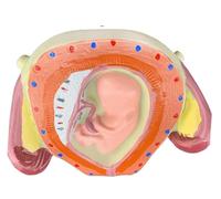 Genérico Modelo de desarrollo fetal, 8PCS Estudio de enfermería de desarrollo embrionario anatómico humano removible Modelo de proceso de desarrollo del embarazo humano