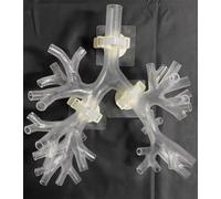 Genérico Modelo de Entrenamiento de Broncoscopia, Modelo de Anatomía del Árbol Broncial de Broncoscopio, Set de Fibra Broncial para la Enseñanza de Médicos,Level 4 transparent