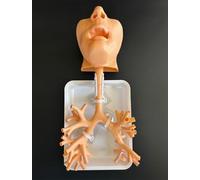 Genérico Modelo de Entrenamiento de Broncoscopia, Modelo de Anatomía del Árbol Broncial de Broncoscopio, Set de Fibra Broncial para la Enseñanza de Médicos,Oral version skin color