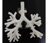 Genérico Modelo de Entrenamiento de Broncoscopia, Modelo de Anatomía del Árbol Broncial de Broncoscopio, Set de Fibra Broncial para la Enseñanza de Médicos,Level 4 white