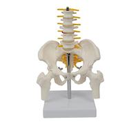 Generico Modelo de Esqueleto de Pelvis Humana con Herramientas de Enseñanza de Vértebras