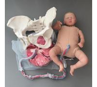 Genérico Modelo de Maniquí de Pelvis para Demostración de Parto, Simulador de Parto 5 en 1, Modelo Anatómico de Pelvis que Incluye Modelos de Bebé, Amnios, Cordón Umbilical, Pelvis y Placenta