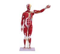 Genérico Modelo de músculo de anatomía humana, 27-Parte 1/2 Tamaño natural 33" Modelo de músculo y órgano humano con órgano removible, Modelo anatómico del músculo cricofaríngeo para la enseñanza