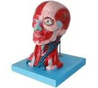Genérico Modelo de Músculo de Cabeza y Cuello Anatomía con Arterias Visibles, Venas, Ojo Removible, Calvario, Modelo de Anatomía Tamaño Real, Cerebro para Educación Ciencia & Estudio