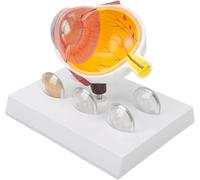 Genérico Modelo de ojo de catarata, Modelo de investigación del médico de la vista de la anatomía del ojo de la catarata, Anatomía del ojo del cuerpo humano con condiciones de cataratas
