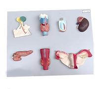 Genérico Modelo de órgano endocrino humano a tamaño real, sistema digestivo de PVC, hipófisis, tiroides, glándula suprarrenal, testículo, páncreas, glándula paratiroides, modelo ovárico